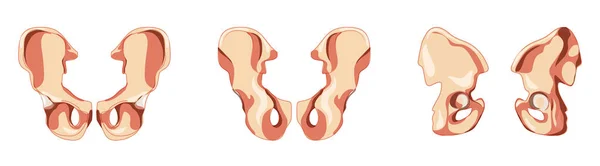 Osso pelvico dell'anca Scheletro os coxae, innominato, pelvico, osso coxale Vista laterale anteriore umana. Realistico piatto naturale — Vettoriale Stock
