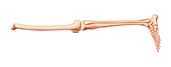 Muslos y piernas Esqueleto del miembro inferior Vista lateral humana. Conjunto de fémur anatómicamente correcto, rótula, tibia, pie realista — Vector de stock