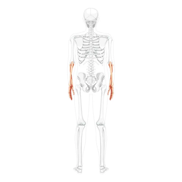 Skeleton Forearms Human ulna, radius, hand back view with partly transparent bones position. Anatomically correct — стоковый вектор