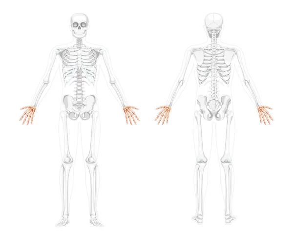Skeleton Hands Human front back view with two arm poses with partly transparent bones position. Carpals, wrist 3D — стоковый вектор