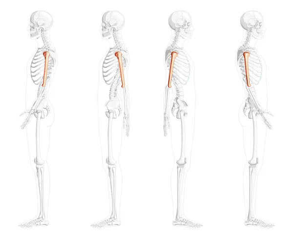 Skelett Humerus arm Mänsklig sida med delvis genomskinlig benposition. Set 3D Anatomiskt korrekt realistisk platt — Stock vektor