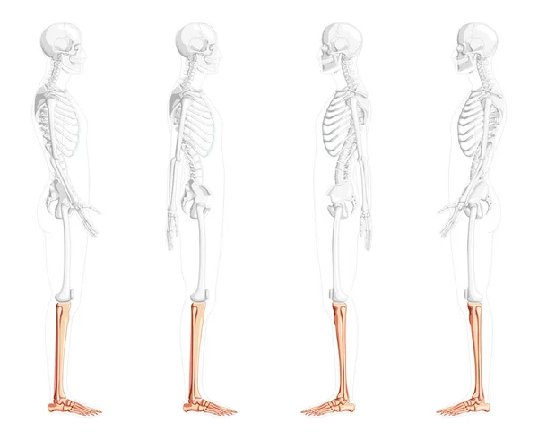 Szkieletowa piszczel nogi, strzałka, Stopa, Ludzka strona boczna widok z częściowo przezroczyste kości pozycji. Anatomicznie — Wektor stockowy