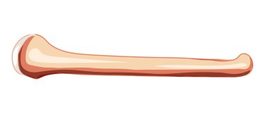 Humerus kolu İskelet insan yan görüntüsü. Anatomik olarak doğru 3D gerçekçi düz doğal renk konsepti Vektörü 