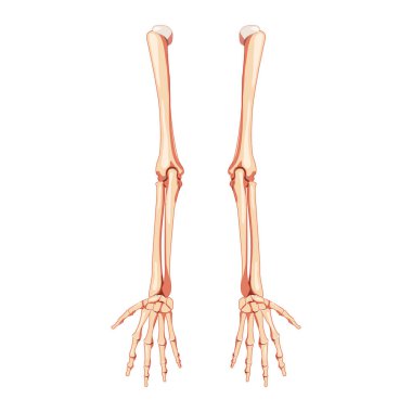 Arms İskelet İnsan arka arka sırt görünümü. 3 boyutlu eller, ön kollar, kol, dirsek kemiği, kol kemiği, kol kemiği, kol kemiği...