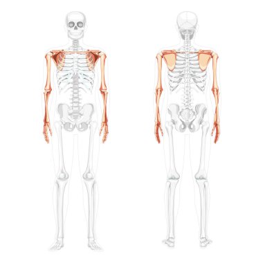 İskelet üst uzuv kolları omuz korsesi insan ön görüşü kısmen şeffaf kemik pozisyonu. Bir çift el.