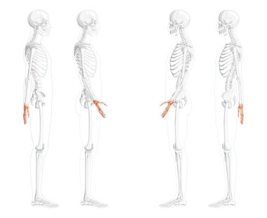 İskelet Eller, insan yüzü, kısmen saydam kemik pozisyonu. Karpal, bilek, el tarağı, parmak kemikleri. Üç Boyut
