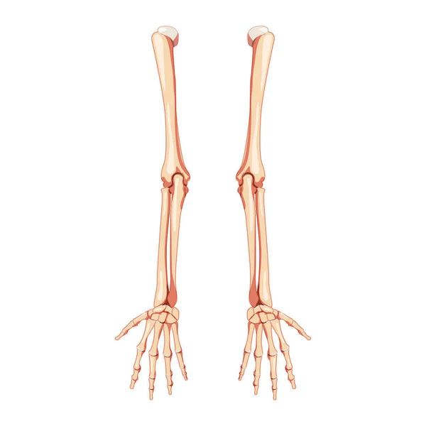 Brazos Esqueleto Espalda humana Vista dorsal posterior. Conjunto de manos 3D, antebrazos, húmero, cúbito, radio, falanges Anatómicamente — Archivo Imágenes Vectoriales