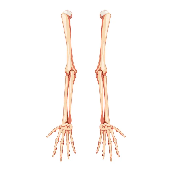 Arms Skeleton Human back Posterior dorsal view. Set of 3D hands, forearms, humerus, ulna, radius, phalanges Anatomically — 스톡 벡터