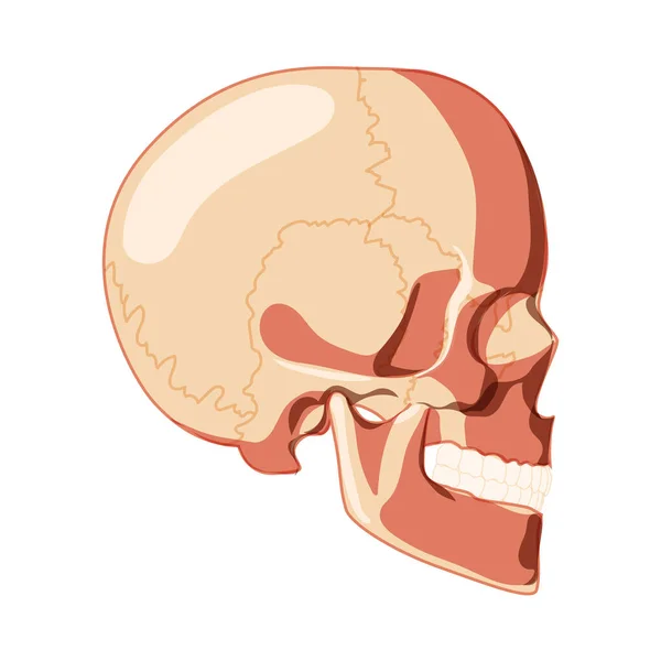 Scheletro del cranio Vista laterale laterale della testa umana con fila di denti. Modello di testa umana. Set di cretino realistico concetto piatto 3D. — Vettoriale Stock