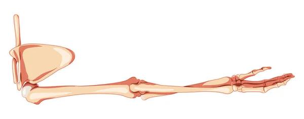 Brazo de miembro superior con cintura de hombro Esqueleto Espalda humana Vista dorsal posterior Juego de manos anatómicamente correctas clavícula — Vector de stock
