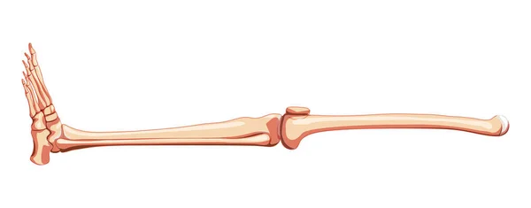 Πόδια και πόδια κάτω άκρο Σκελετός Ανθρώπινη πλευρά άποψη. Ανατομικά σωστό μηριαίο οστό, επιγονατίδα, περόνη, κνήμη, πόδι ρεαλιστικό — Διανυσματικό Αρχείο
