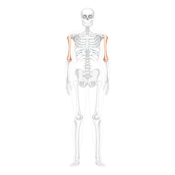 Скелет плечевой кости передний передний вид живота человека с частично прозрачным положением костей. Анатомически верно — стоковый вектор