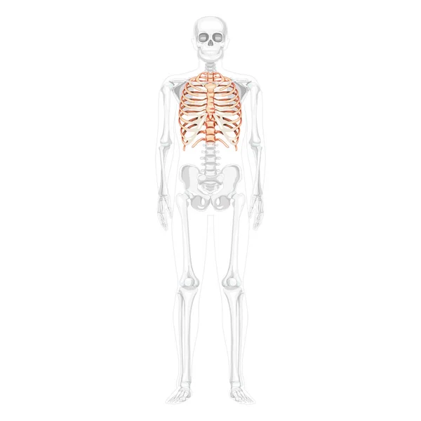Реберная клетка Скелет Человеческий вид спереди вентральный, боковой и спинной с частично прозрачной позицией скелета реалистичный — стоковый вектор