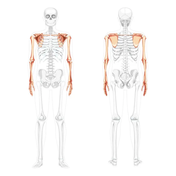 Skelett övre extremiteten Armar med axelgördel Mänsklig främre baksida med delvis genomskinliga ben position. Uppsättning händer — Stock vektor