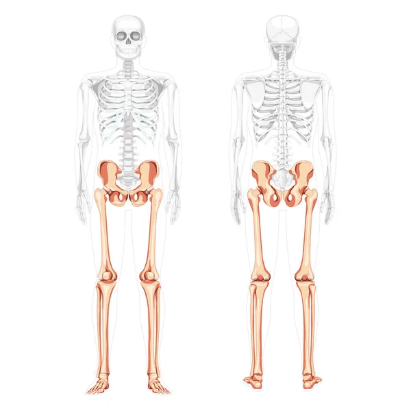 Szkielet kończyny dolne Ludzka miednica z nogami, uda Stopy, kostki z przodu widok z tyłu częściowo przezroczysty korpus. Anatomicznie — Wektor stockowy