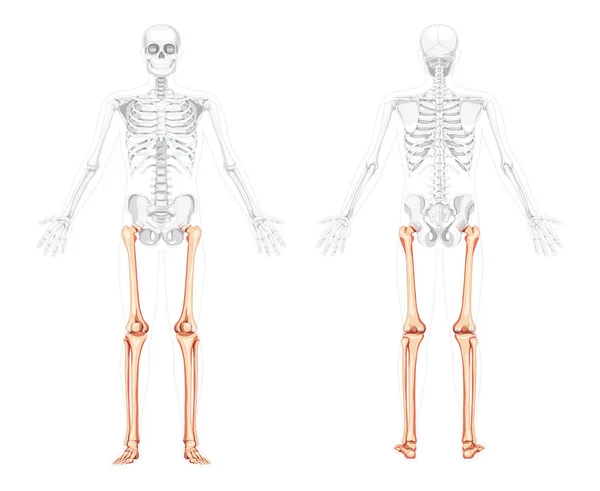 Скелет бедра и ноги нижняя конечность Человек вид спереди с двумя позициями руки с частично прозрачными костями. Фибула — стоковый вектор