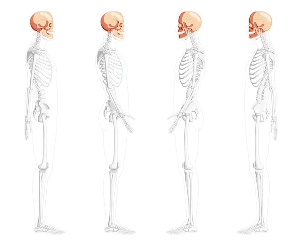 Zestaw ludzkich głów Czaszka Widok z boku szkieletu z przednimi rękami tylnymi częściowo przezroczysta pozycja ciała. Anatomicznie poprawne — Wektor stockowy