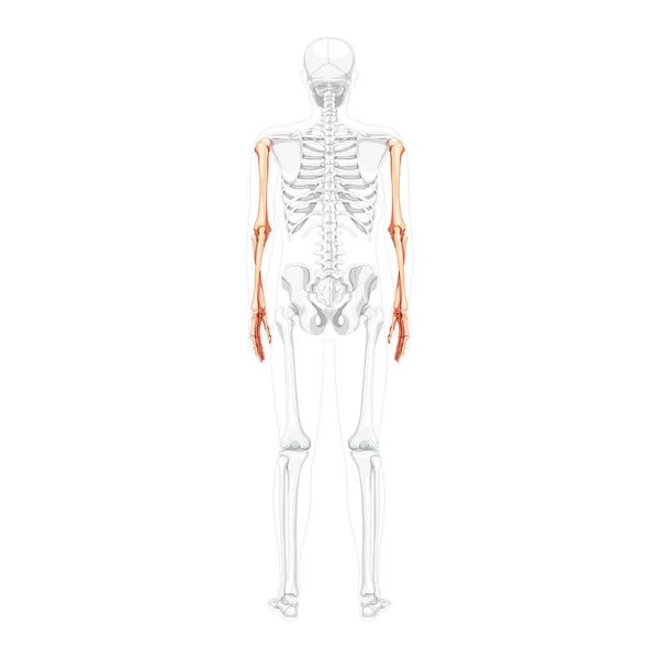 Brazos esqueléticos Vista trasera humana con posición de huesos parcialmente transparentes. Manos anatómicamente correctas, antebrazos planos 3D — Vector de stock