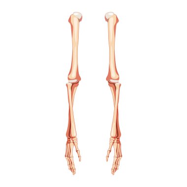 Kollar İskelet İnsan ön cephe ön kapak görüntüsü. El, kol, kol, kol, dirsek, kol kemiği, kol kemiği anatomik olarak...