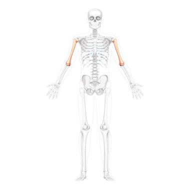 İskelet Humerus kol insan ön görüşü, iki kol pozisyonu ve kısmen şeffaf kemik pozisyonu. Gerçekçi 3B kümesi