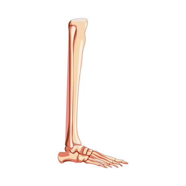 Benskenben, fibula, fot, fotled Skelett Mänsklig sida lateral vy. Uppsättning realistiska Anatomiskt korrekt 3D platt naturlig — Stock vektor