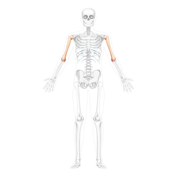 Человеческий вид спереди с двумя позициями рук с частично прозрачным положением костей. Набор реалистичных 3D — стоковый вектор