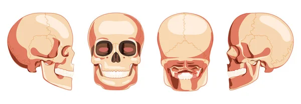 Conjunto de cabeza humana Skull Skeleton vista frontal lateral posterior. Modelo de mandíbulas anatómicamente correcto con fila de dientes. Plano realista 3D — Vector de stock