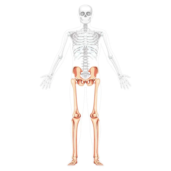 Skelett nedre extremiteter Mänsklig främre vy med sidan öppen arm utgör delvis transparent kroppsläge. Anatomiskt korrekt 3D — Stock vektor