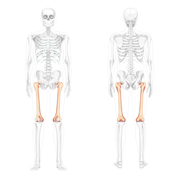 Skelett lårben Människans främre baksida med delvis genomskinligt benläge. Uppsättning realistiska platta naturliga — Stock vektor