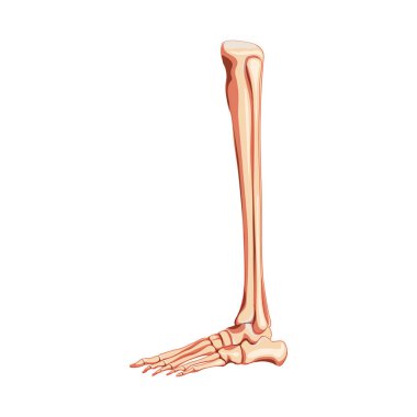 Bacak kaval kemiği, kaval kemiği, ayak, bilek iskeleti insan bakış açısı. Metataral ve parmak kemikleri anatomik olarak doğru.