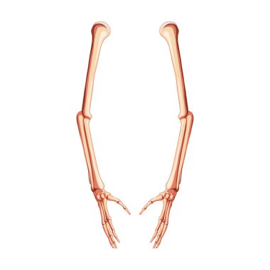 Kollar İskelet İnsan bakış açısı. Üç boyutlu eller, ön kollar, kol, dirsek kemiği, kol kemiği, ön kol kemikleri anatomik olarak doğru.