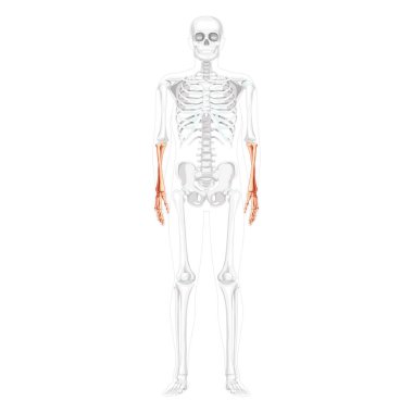 İskelet Ön Kollar İnsan dirsek kemiği, el önde ön ön ön ön ön görüş kısmen şeffaf kemikler anatomik pozisyonda
