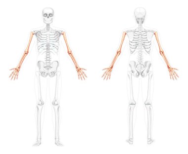 İskelet Kollar insan ön görüşü, iki kol açık pozlar, kısmen şeffaf kemik pozisyonu. Eller, kollar.
