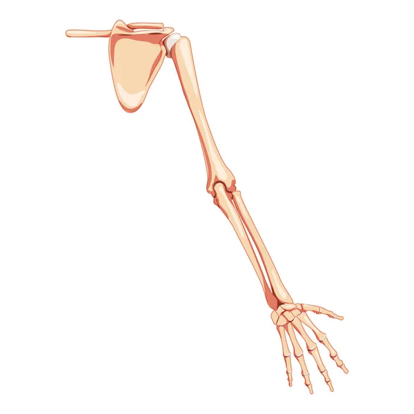 Brazo de miembro superior con cinturón de hombro Esqueleto Vista trasera humana. Conjunto de Anatómicamente correcto realista plano natural — Vector de stock