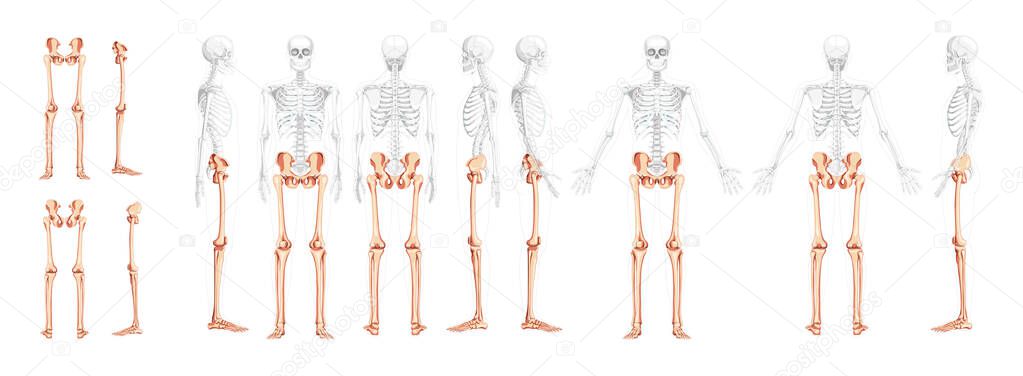 Set of lower limbs Human Pelvis, legs, Thighs Feet, ankles Skeleton front back side view with partly transparent body