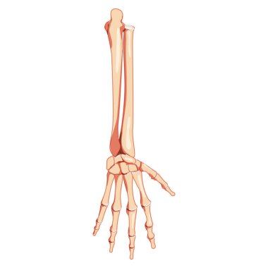 Ön kollar İskelet İnsan arka görüşü. Dirsek kemiği, kol kemiği, el, bilek, el tarağı, el tarağı kemiği, anatomik olarak üç boyutlu.