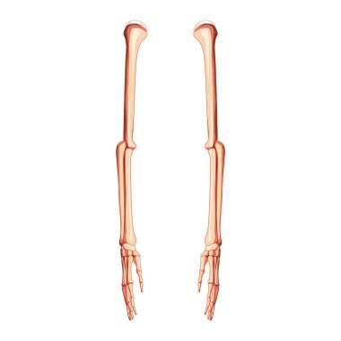 Kollar İskelet İnsan yan görüntüsü. Bir çift el, ön kol, kol dirsek kemiği, kol kemiği, kol kemiği, kol kemiği, parmak kemikleri...