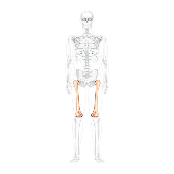 Kość udowa szkieletu Kość udowa Ludzki przedni widok brzuszny z częściowo przezroczystą pozycją kości. Zestaw płaskich 3D — Wektor stockowy