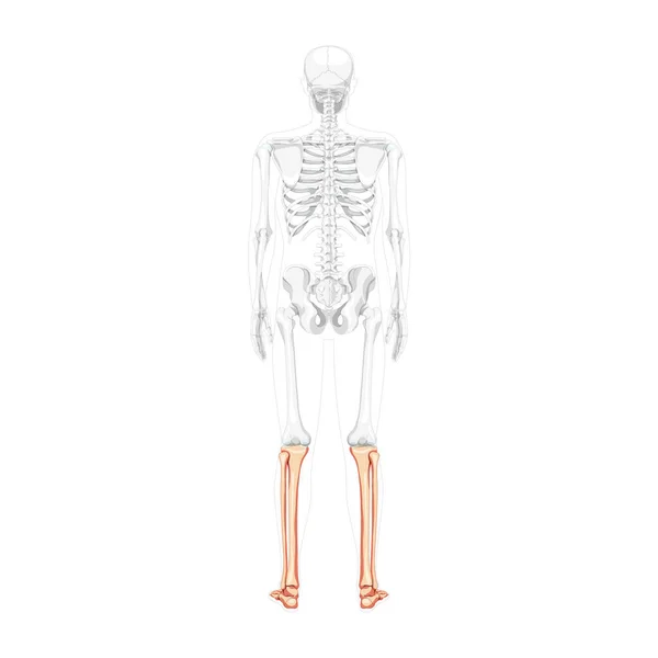 Tíbia esquelética da perna, fíbula, pé, tornozelo Costas humanas Visão dorsal posterior com a posição dos ossos transparentes. Anatomicamente — Vetor de Stock