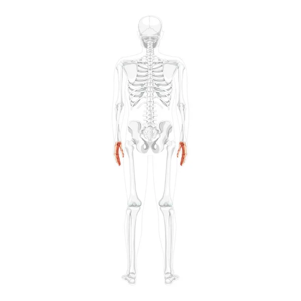 Manos Esqueleto Espalda humana Vista dorsal posterior con posición de huesos parcialmente transparentes. Carpales anatómicamente correctos — Vector de stock