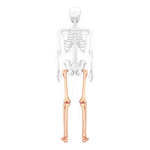 Esqueleto Coxas e pernas membro inferior Visão traseira humana com posição parcialmente transparente dos ossos. Tibia, pé plano realista — Vetor de Stock