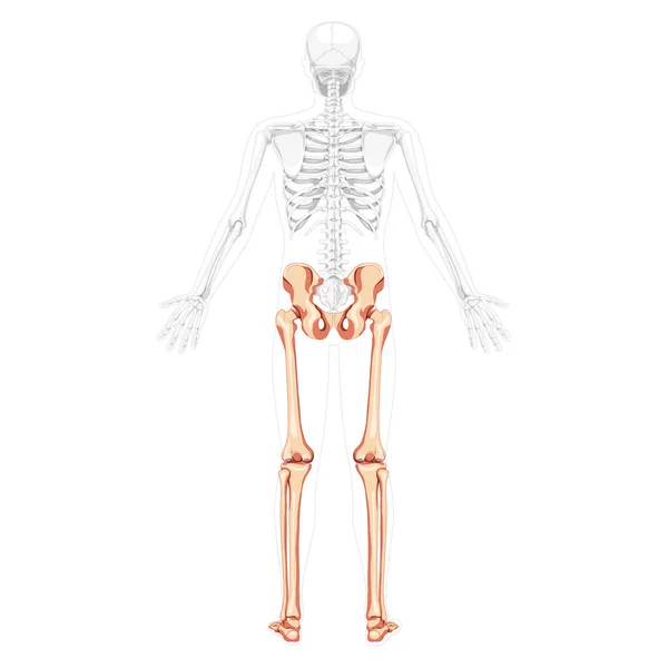Bacaklı alt uzuvlar, bacaklı insan pelvisi, uyluklar, ayak bilekleri, iskelet arka görünüş, kolları açık kısmen şeffaf vücut. — Stok Vektör