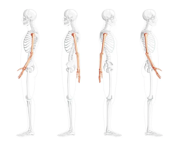 З бічного боку скелета людина має частково прозору позицію кісток. Анатомічно правильні руки, передпліччя. — стоковий вектор