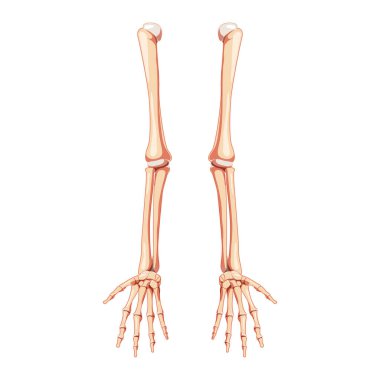 Kollar İskelet İnsan cephesi. El, kol, kol, kol, dirsek, kol kemiği, kol kemiği anatomik olarak doğru.