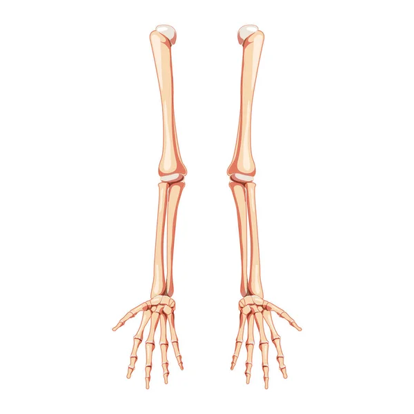 Esqueleto de armas Visão frontal humana. Conjunto de mãos, antebraços, úmero, ulna, raio, falanges Anatomicamente correto realista —  Vetores de Stock