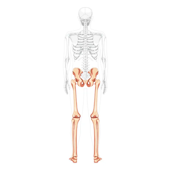 Нижние конечности Человеческий таз с ногами, бедрами Ноги, лодыжки Скелет спины задний вид сзади с частично прозрачным телом — стоковый вектор
