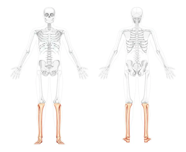 Esqueleto pierna tibia, peroné Vista lateral trasera delantera humana con dos brazos abiertos poses con huesos parcialmente transparentes posición — Archivo Imágenes Vectoriales
