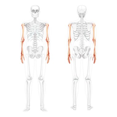İskelet kollar insan ön görünümü kısmen saydam kemik konumu. Üç boyutlu eller, ön kollar gerçekçi düz doğal renk konsepti Beyaz arka planda izole edilmiş anatominin vektör çizimi
