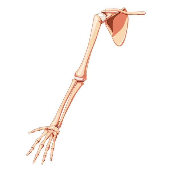 Ramię Pasem Barkowym Szkielet Ludzki Widok Przodu Zestaw Anatomicznie Poprawne — Wektor stockowy