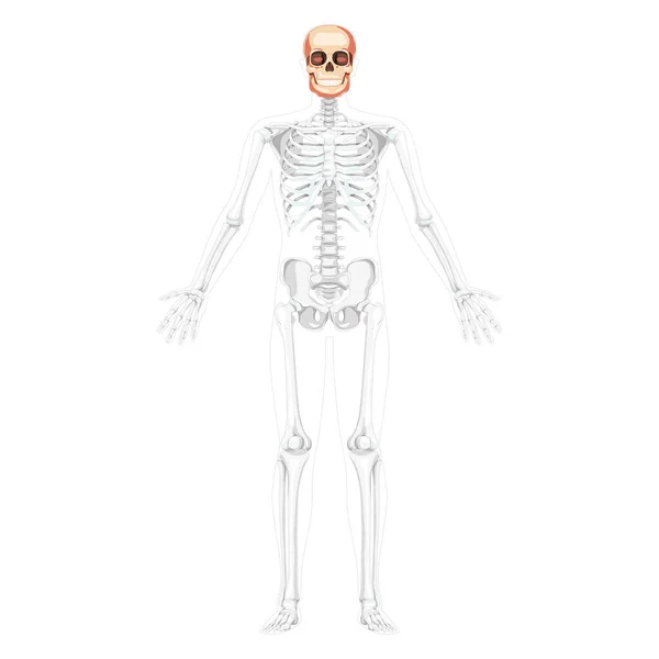 Emberi Fej Koponya Csontváz Elülső Nézet Nyitott Kézzel Részben Átlátszó — Stock Vector